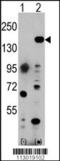 Euchromatic Histone Lysine Methyltransferase 1 antibody, 55-077, ProSci, Western Blot image 