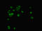 TATA-Box Binding Protein Associated Factor, RNA Polymerase I Subunit C antibody, LS-C377490, Lifespan Biosciences, Immunofluorescence image 