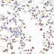 SFPQ antibody, 13-336, ProSci, Immunohistochemistry frozen image 