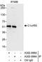 SDE2 Telomere Maintenance Homolog antibody, A302-099A, Bethyl Labs, Immunoprecipitation image 