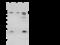 PABP-1 antibody, 105506-T40, Sino Biological, Western Blot image 