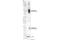 Coagulation Factor III, Tissue Factor antibody, 97438T, Cell Signaling Technology, Western Blot image 