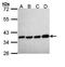 PPA1 antibody, orb69811, Biorbyt, Western Blot image 