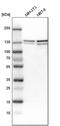 hUpf1 antibody, PA5-54031, Invitrogen Antibodies, Western Blot image 