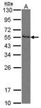 Nectin Cell Adhesion Molecule 2 antibody, LS-B10820, Lifespan Biosciences, Western Blot image 