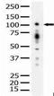 Protein Kinase D1 antibody, AP06567PU-N, Origene, Western Blot image 