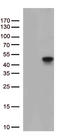 Phosphotriesterase Related antibody, CF813176, Origene, Western Blot image 