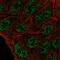 ETS-related transcription factor Elf-5 antibody, HPA062706, Atlas Antibodies, Immunofluorescence image 