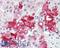 Ceramide Synthase 6 antibody, LS-B3151, Lifespan Biosciences, Immunohistochemistry frozen image 