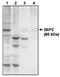 SH3 Domain Binding Protein 2 antibody, AP05082PU-N, Origene, Western Blot image 