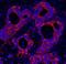 HPIP antibody, IHC-00327, Bethyl Labs, Immunofluorescence image 