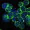 Peroxisomal Biogenesis Factor 19 antibody, orb319026, Biorbyt, Immunofluorescence image 