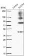 Y+L amino acid transporter 1 antibody, PA5-57574, Invitrogen Antibodies, Western Blot image 