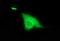 D-Aminoacyl-TRNA Deacylase 1 antibody, NBP2-35324, Novus Biologicals, Immunocytochemistry image 