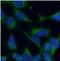 Slit Guidance Ligand 2 antibody, FNab07981, FineTest, Immunofluorescence image 