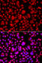 53BP2 antibody, abx006797, Abbexa, Western Blot image 