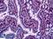 Gap Junction Protein Beta 2 antibody, LS-B5511, Lifespan Biosciences, Immunohistochemistry frozen image 