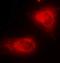 Complement C1r subcomponent antibody, orb213623, Biorbyt, Immunofluorescence image 