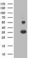 Monoglyceride Lipase antibody, TA502889, Origene, Western Blot image 