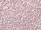 Macrophage Erythroblast Attacher antibody, A08766, Boster Biological Technology, Immunohistochemistry frozen image 