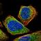 Centrosomal Protein 57 antibody, HPA018315, Atlas Antibodies, Immunofluorescence image 