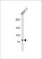 Zinc Finger Protein 483 antibody, PA5-35212, Invitrogen Antibodies, Western Blot image 