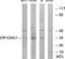 Olfactory Receptor Family 10 Subfamily AG Member 1 antibody, TA316295, Origene, Western Blot image 