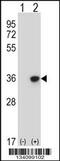 Homeobox protein DLX-4 antibody, 57-441, ProSci, Western Blot image 