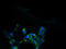 Solute Carrier Family 13 Member 4 antibody, A51397-100, Epigentek, Immunofluorescence image 