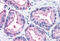 Erk1 antibody, MBS241505, MyBioSource, Immunohistochemistry paraffin image 
