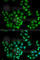 HPS1 antibody, A6621, ABclonal Technology, Immunofluorescence image 