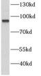 Gamma-aminobutyric acid type B receptor subunit 1 antibody, FNab03279, FineTest, Western Blot image 