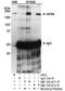 WRN RecQ Like Helicase antibody, NB100-471, Novus Biologicals, Western Blot image 