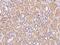 Chromosome 6 Open Reading Frame 62 antibody, 204142-T08, Sino Biological, Immunohistochemistry frozen image 