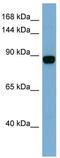 CAS1 Domain Containing 1 antibody, TA338625, Origene, Western Blot image 