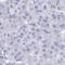 Chromosome 19 Open Reading Frame 73 antibody, HPA062719, Atlas Antibodies, Immunohistochemistry frozen image 