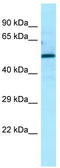 Autophagy Related 13 antibody, TA338082, Origene, Western Blot image 