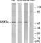 Glycogen Synthase Kinase 3 Alpha antibody, TA312686, Origene, Western Blot image 