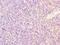 Sideroflexin 4 antibody, LS-C399145, Lifespan Biosciences, Immunohistochemistry frozen image 