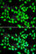 Protein-L-Isoaspartate (D-Aspartate) O-Methyltransferase antibody, A6684, ABclonal Technology, Immunofluorescence image 