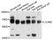 LILRB2 antibody, abx136045, Abbexa, Western Blot image 