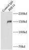 PHD Finger Protein 14 antibody, FNab06381, FineTest, Immunoprecipitation image 