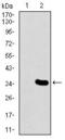 Mesoderm posterior protein 2 antibody, GTX60671, GeneTex, Western Blot image 