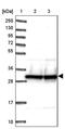 Small Nuclear Ribonucleoprotein Polypeptide A antibody, PA5-61243, Invitrogen Antibodies, Western Blot image 