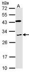 Cytochrome b reductase 1 antibody, NBP2-16075, Novus Biologicals, Western Blot image 