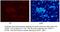 ZFP42 Zinc Finger Protein antibody, 13503-1-AP, Proteintech Group, Immunofluorescence image 