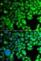 TATA box-binding protein-like protein 1 antibody, LS-C349315, Lifespan Biosciences, Immunofluorescence image 
