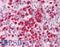 Interleukin 21 antibody, LS-B1364, Lifespan Biosciences, Immunohistochemistry frozen image 