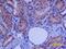 Beta-defensin 4 antibody, AF2758, R&D Systems, Immunohistochemistry paraffin image 