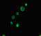 ATP Binding Cassette Subfamily G Member 8 antibody, CSB-PA875651LA01HU, Cusabio, Immunofluorescence image 